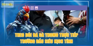 Theo Dõi Đá Gà Thomo Trực Tiếp Trường Đấu Siêu Kịch Tính
